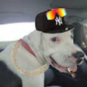 Meet your Posher, Cannon